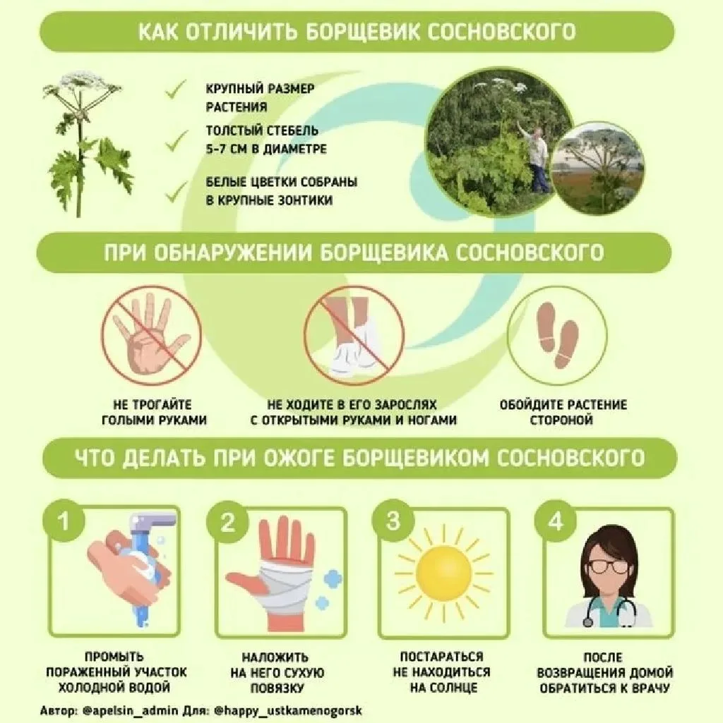 🌵🚫 БОРЩЕВИК СОСНОВСКОГО  
                                                             
❓ В чём су