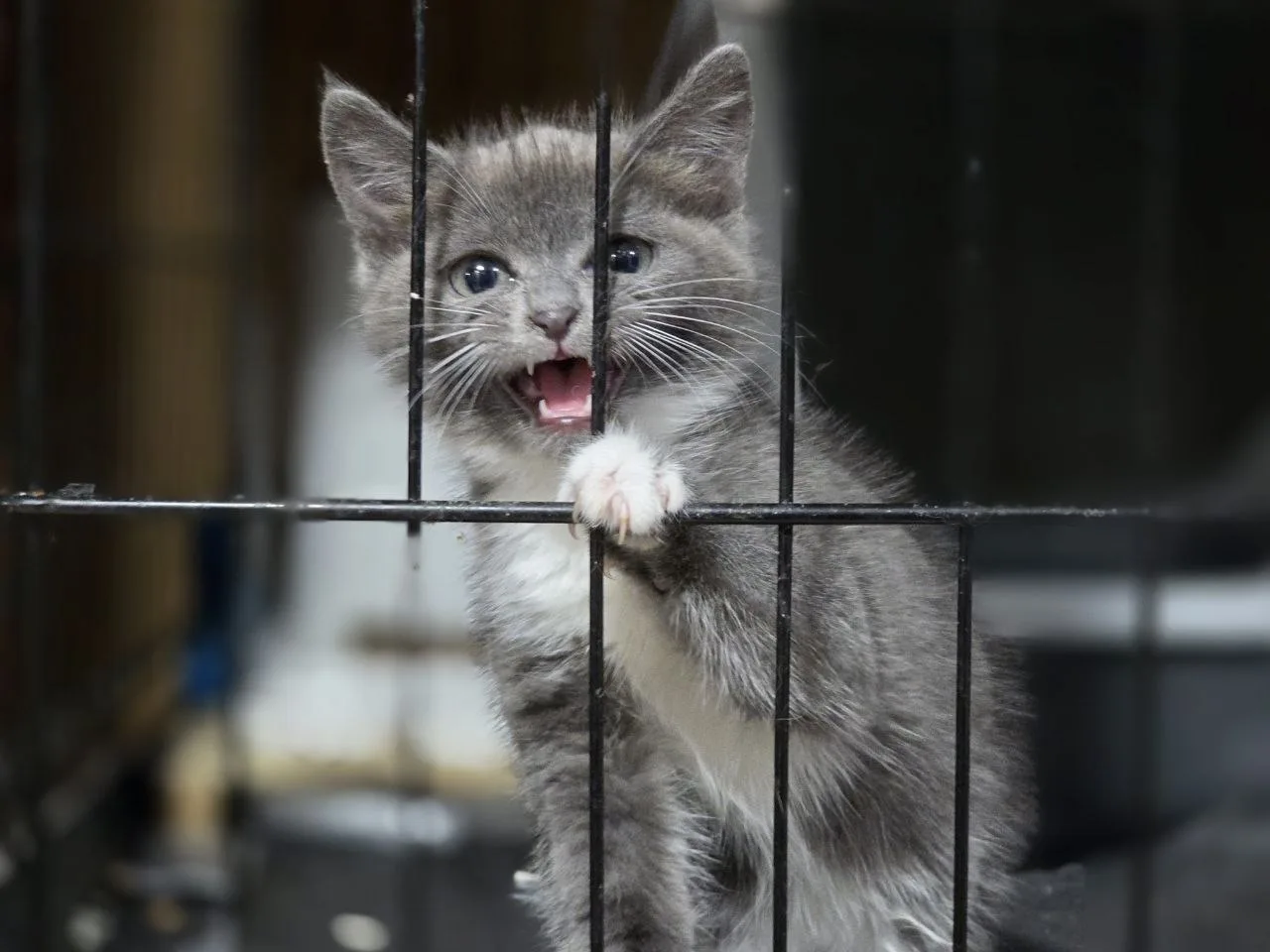 КОТЁНОК