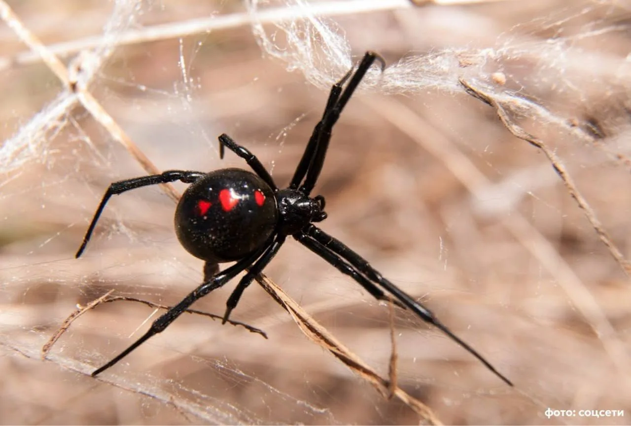 🕷️ В Челябинской области 31-летняя Лидия госпитализирована после укуса паука, похожего...