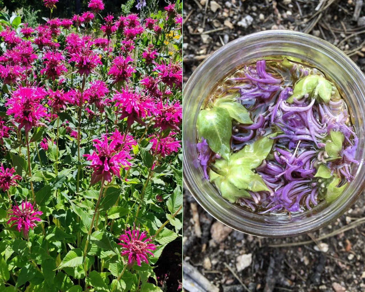 5 рецептов с Монардой - гайморит, грипп, лихорадка, вздутие живота, раны  🌿 Многим дачникам знакома 