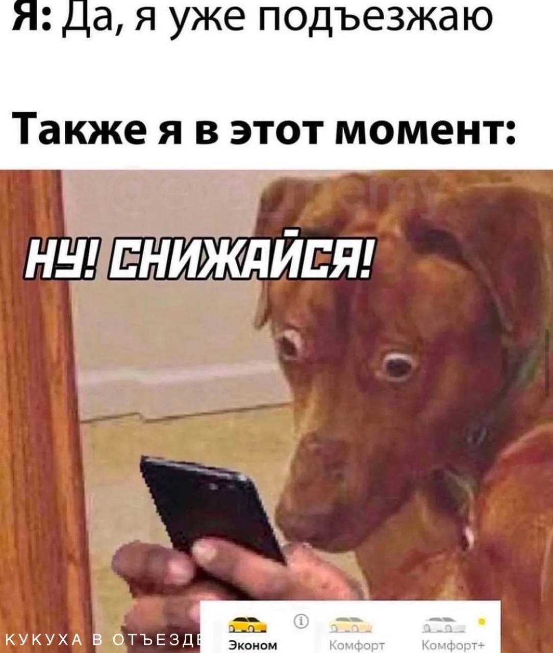 Кукуха в отъезде 🐦