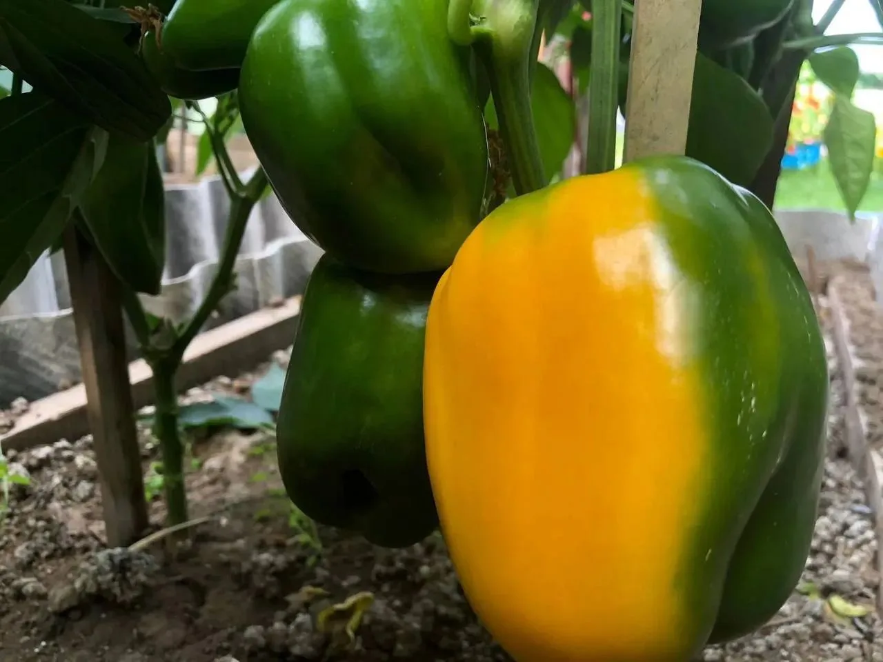 🌶 Хотите, чтобы перцы выросли крупными и мясистыми?