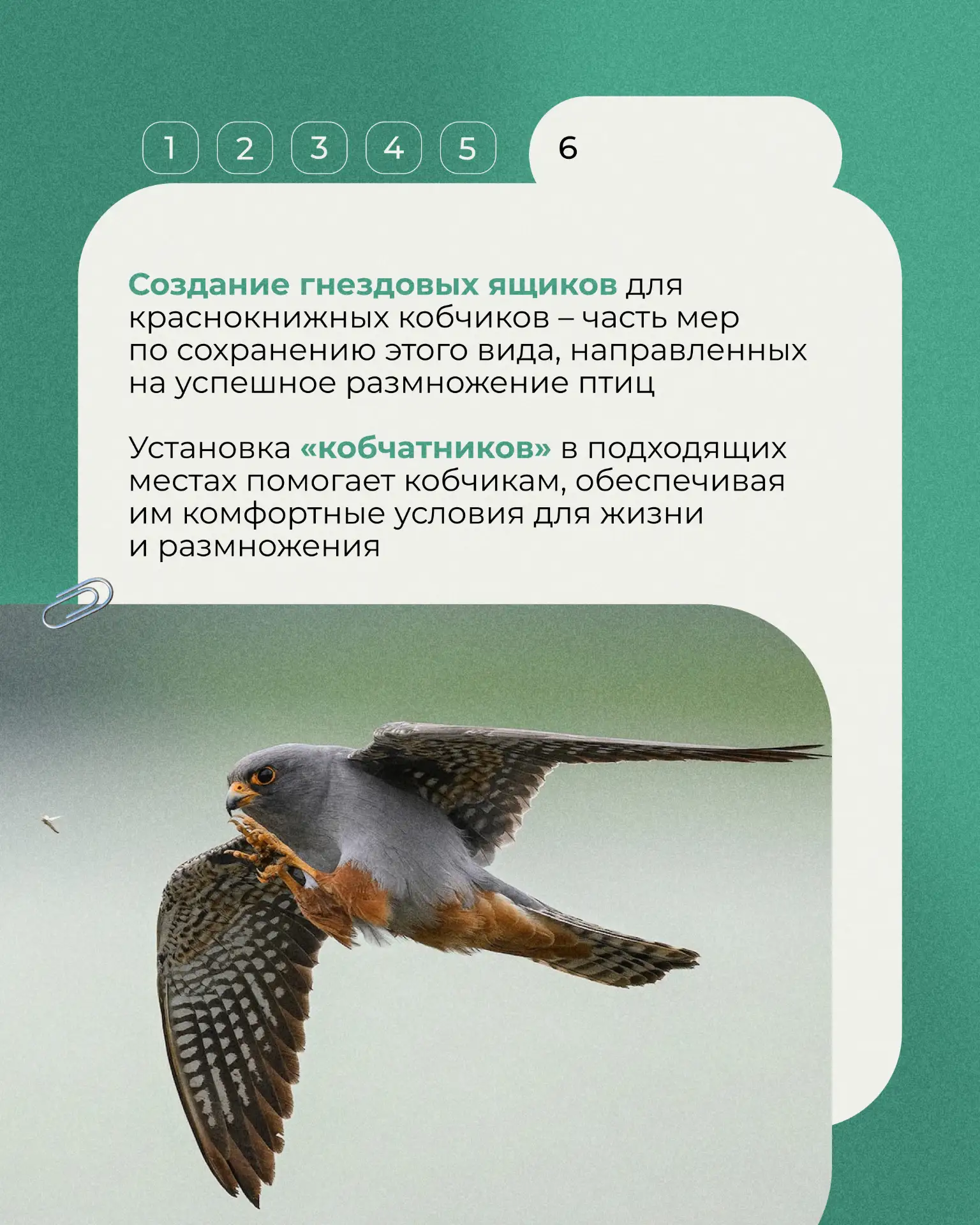 Начнем с миниатюрного хищника семейства соколиных - кобчика. Эта птица размером чуть меньше голубя, 