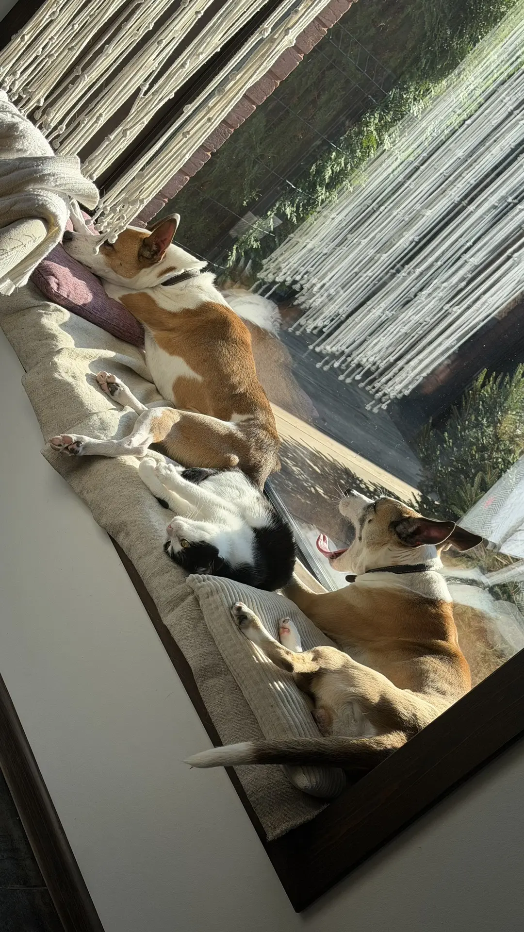 Ну и наши местные «кошечки» 😂 любители подоконника и солнышка ☀️