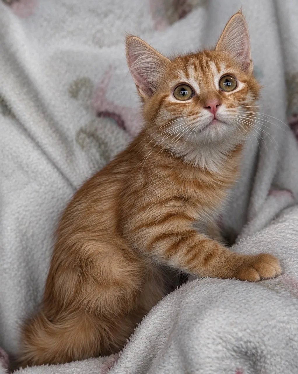🐾 МАЛЕНЬКОЕ СОЛНЫШКО ИЩЕТ СВОЙ ДОМ🧡