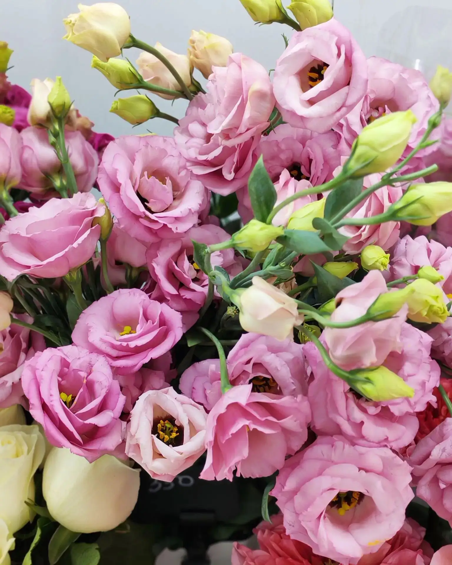 Эустома 350💐