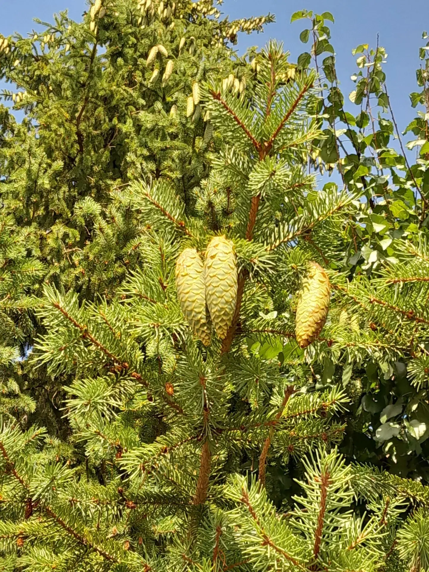 Доброе утро, музейные люди! 🌞