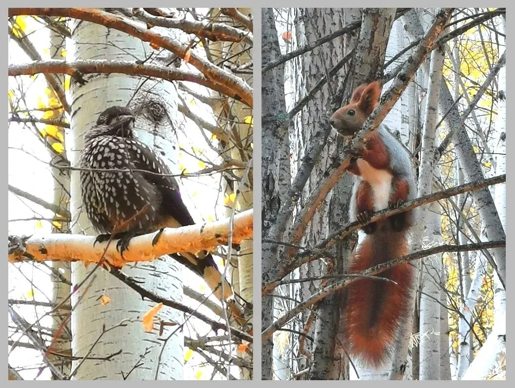 📸 Фото- и видеозарисовки любимого в Приангарье и за его пределами народного фотографа ...