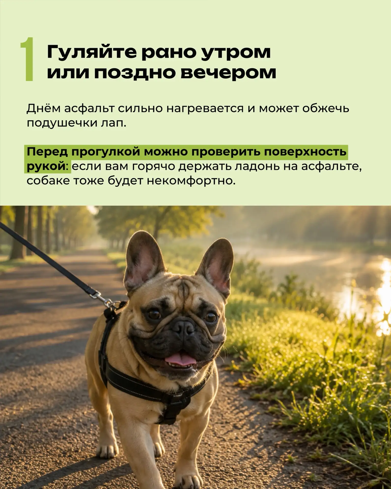 Летом собаки перегреваются быстрее, чем нам кажется. Они не потеют так, как люди, а охл...
