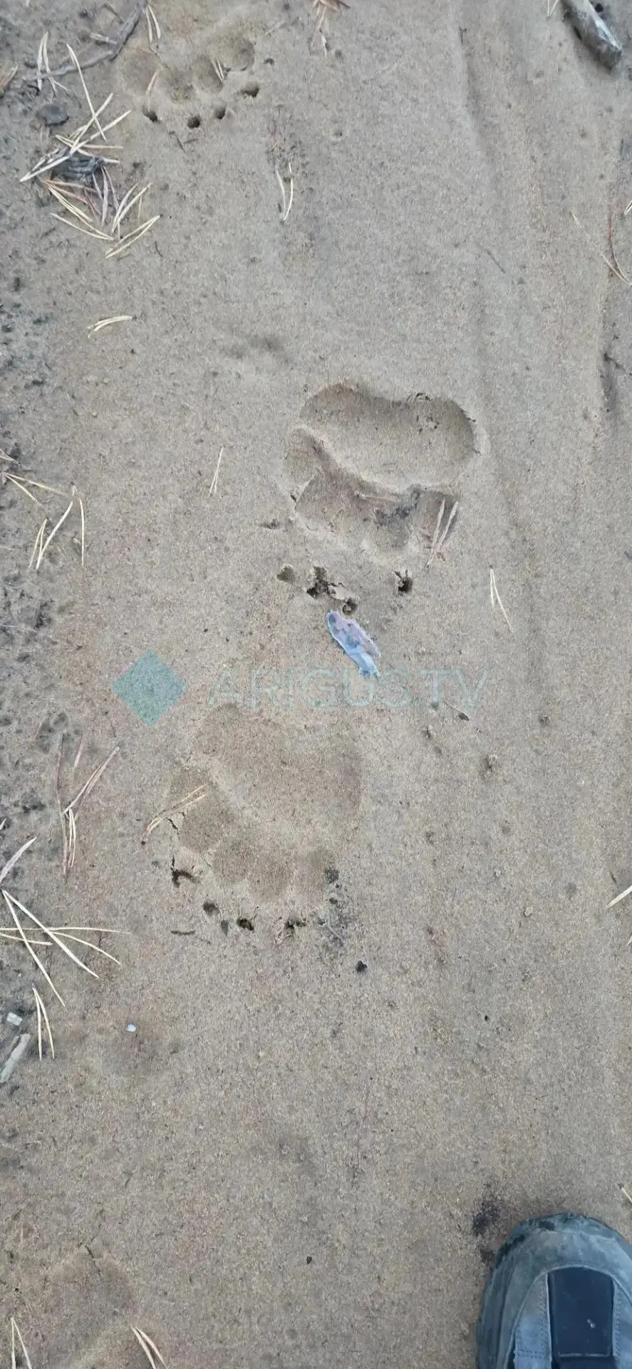 🐻 Школу перевели на дистант из-за медведя в Кижингинском районе