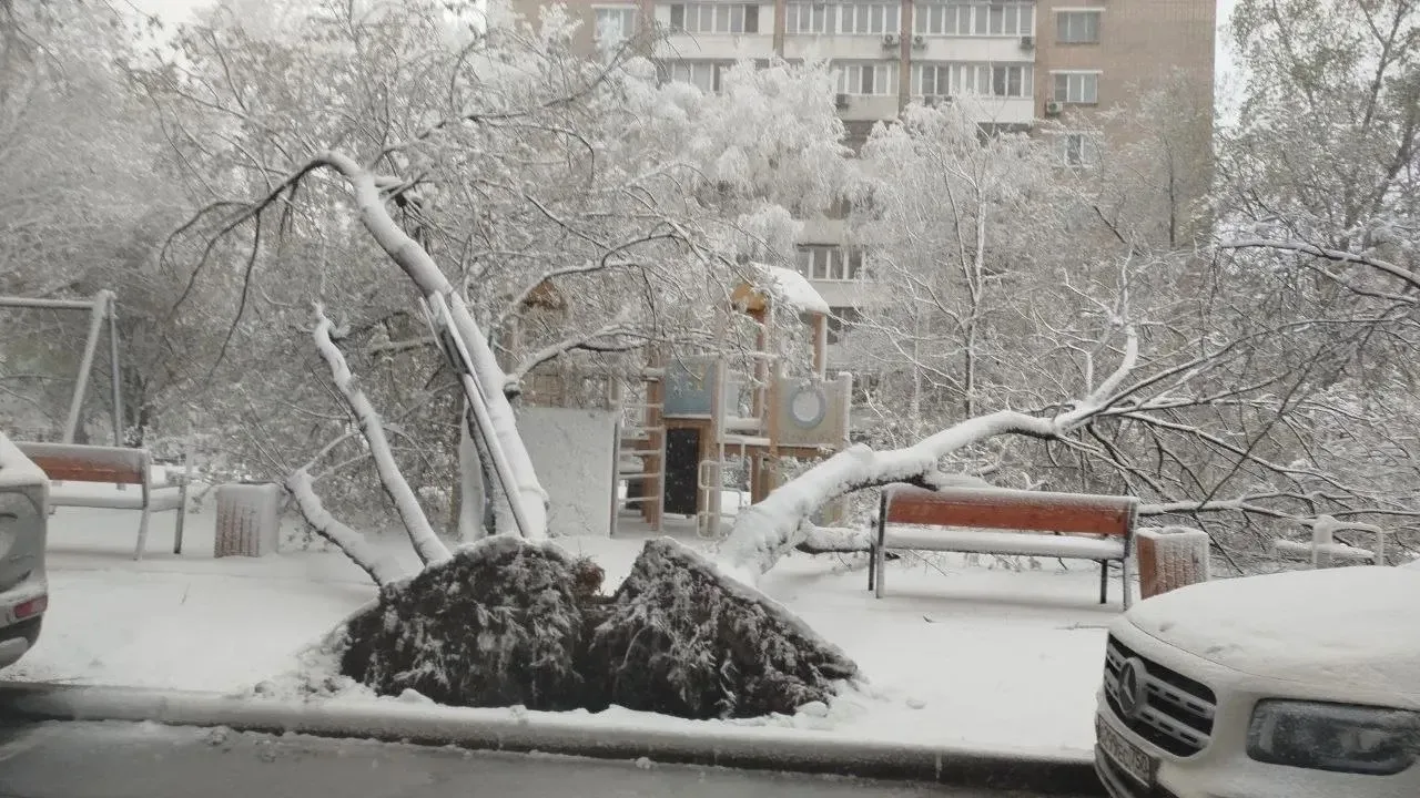 ❗️ВНИМАНИЕ В Москве и области массово падают деревья из-за налипшего снега  Мокрый снег ломает ветки