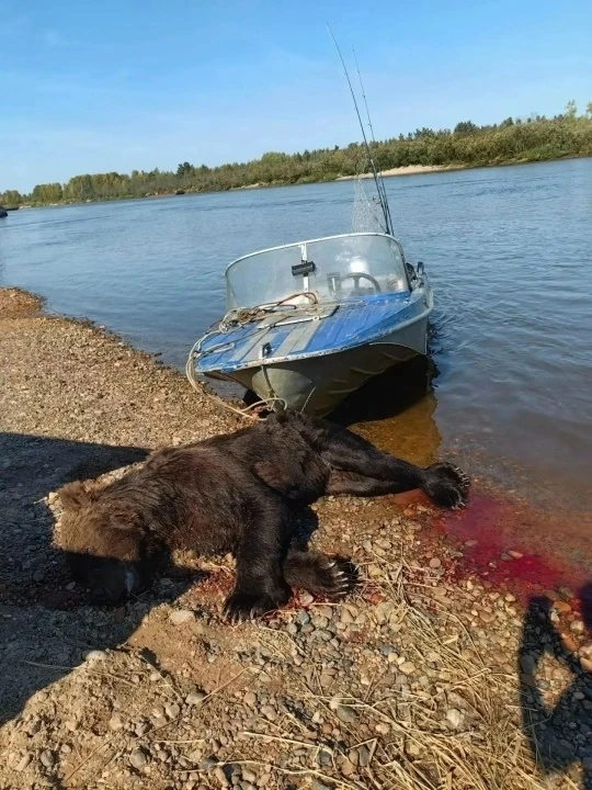Охота на медведя который поплыл в поселок.