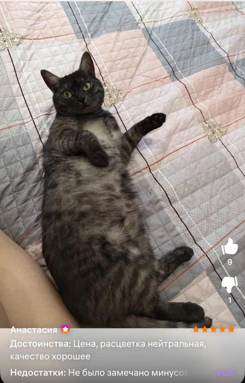 И игрушечные, и живые коты очень уютно чувствуют себя на покрывалах от «Вселенной текст...