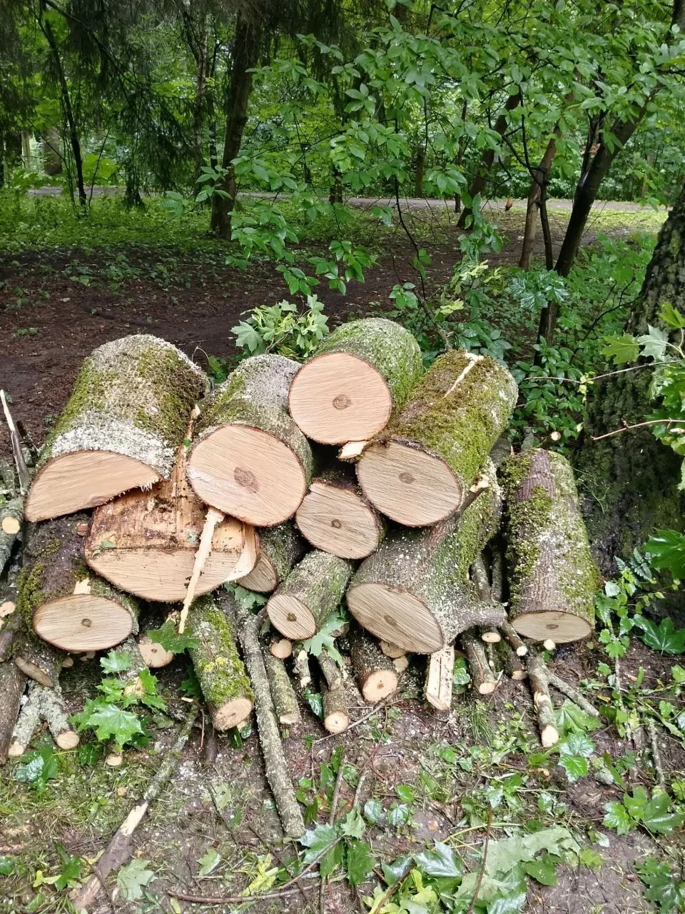 На дворе трава, на траве... дрова! 🌳😄

В выходные во дворе на Победы, 27 дерево не выдержало встре