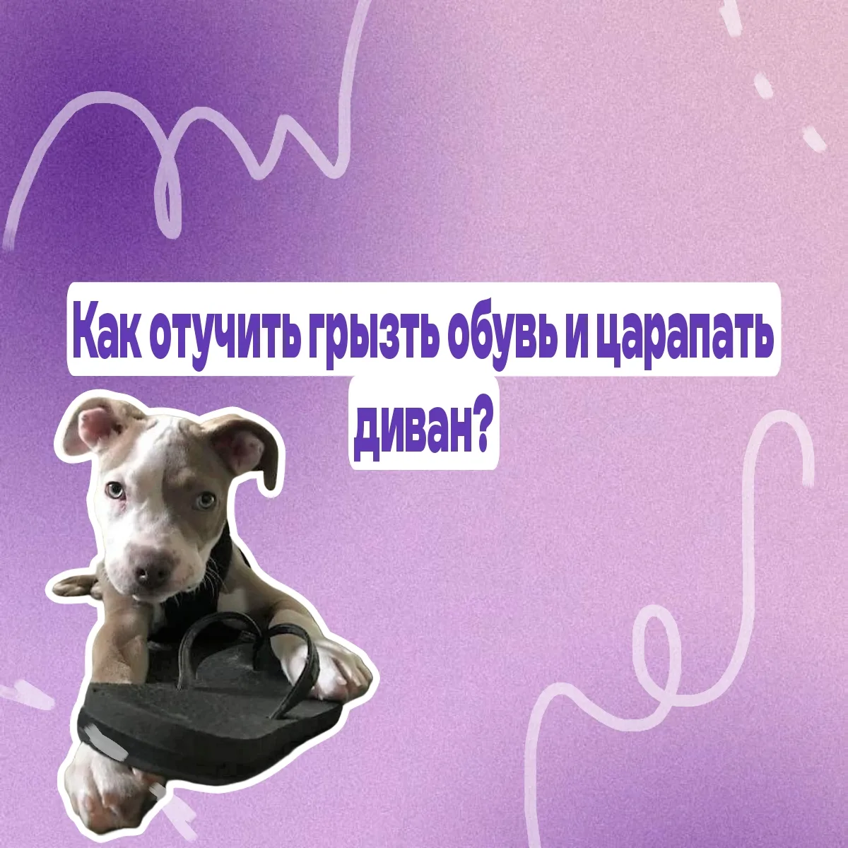 🤯Грызёт обувь. Дерёт диван. Кажется, что питомец объявил вам войну? На самом деле — нет.