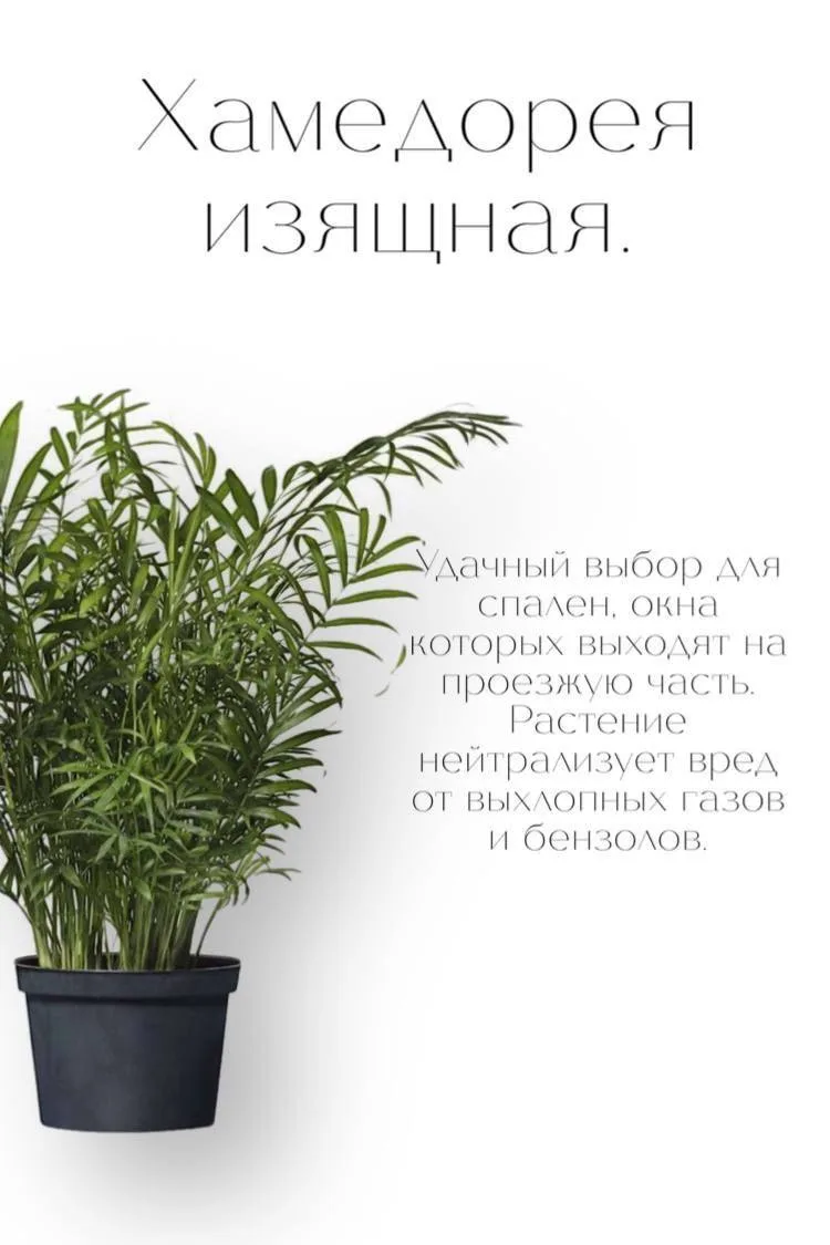Хамедорея