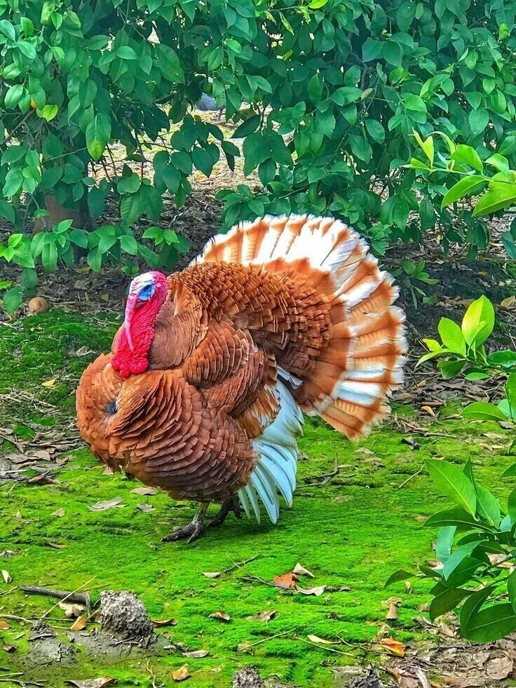 Важный индюк🦃

НАШИ КАНАЛЫ:

Моя любимая дача-Подписаться
Идеи для дачи
Дачные заготовки
Открытки н