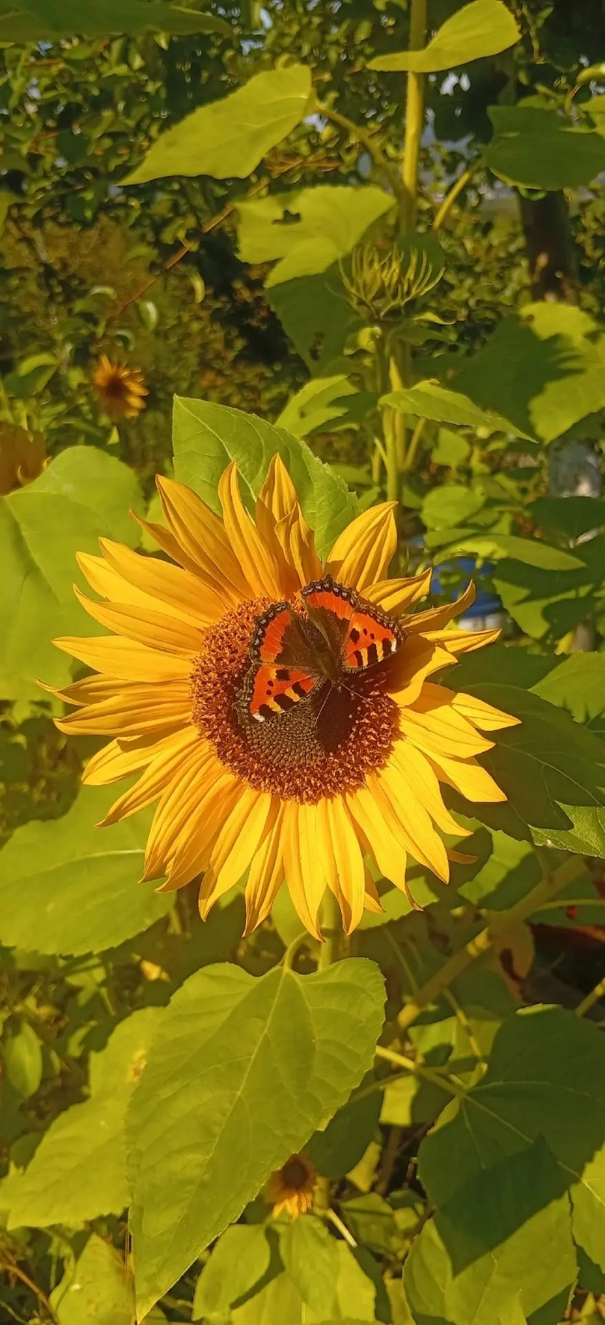 Яркое осеннее утро 💛