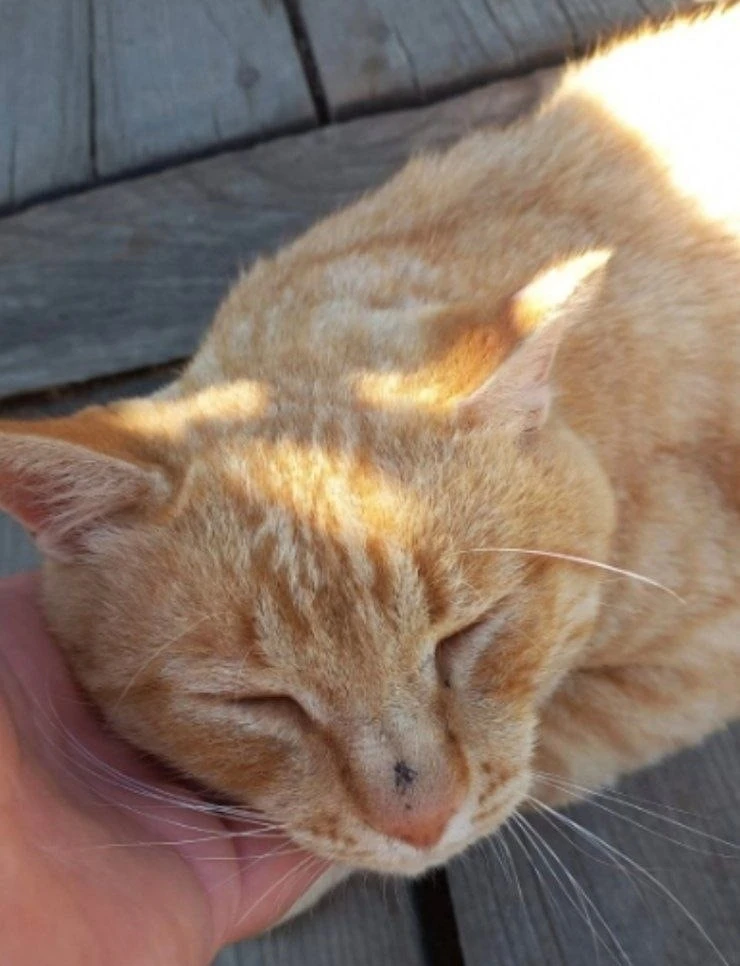 😽 Немного пригрелся, пока чесали