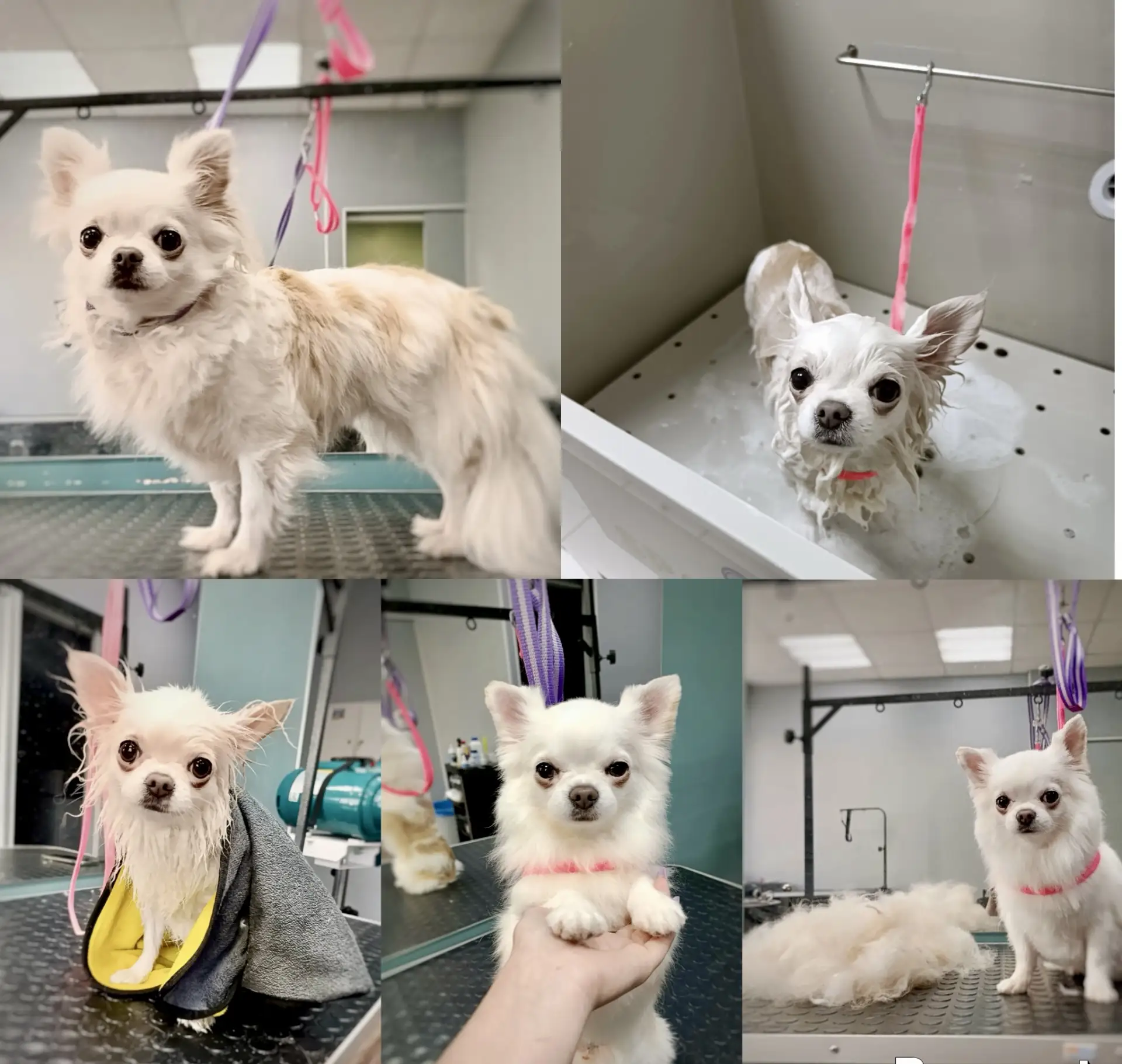 Сегодня у нас в салоне побывала Варварушка 🐾✨