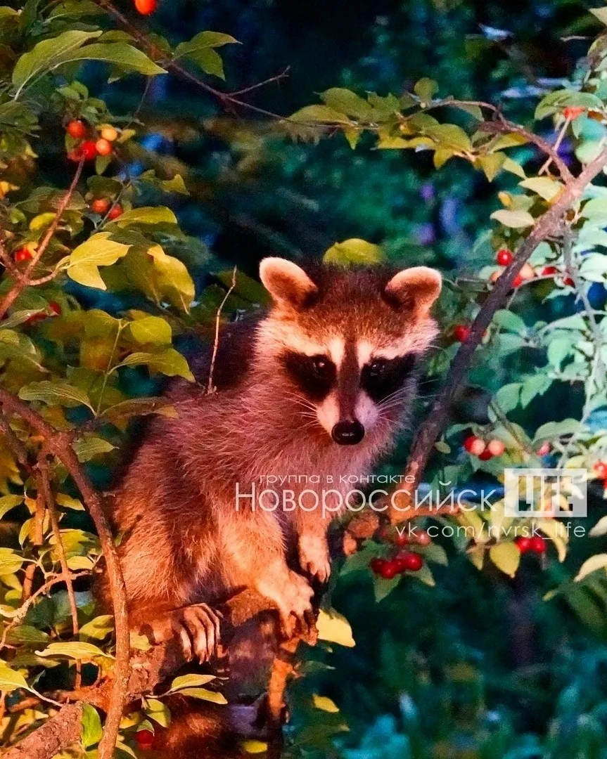 🦡 К нам на дачную веранду забрались еноты. Вообще не пугливые. Слопали хлебные палочки...