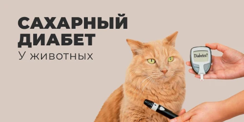 Сахарный диабет — серьёзное эндокринное заболевание, которое встречается и у собак, и у...