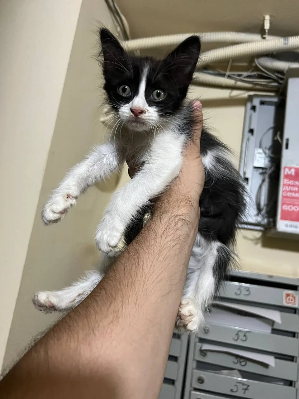 🐈‍⬛ #потеряшкишанхая