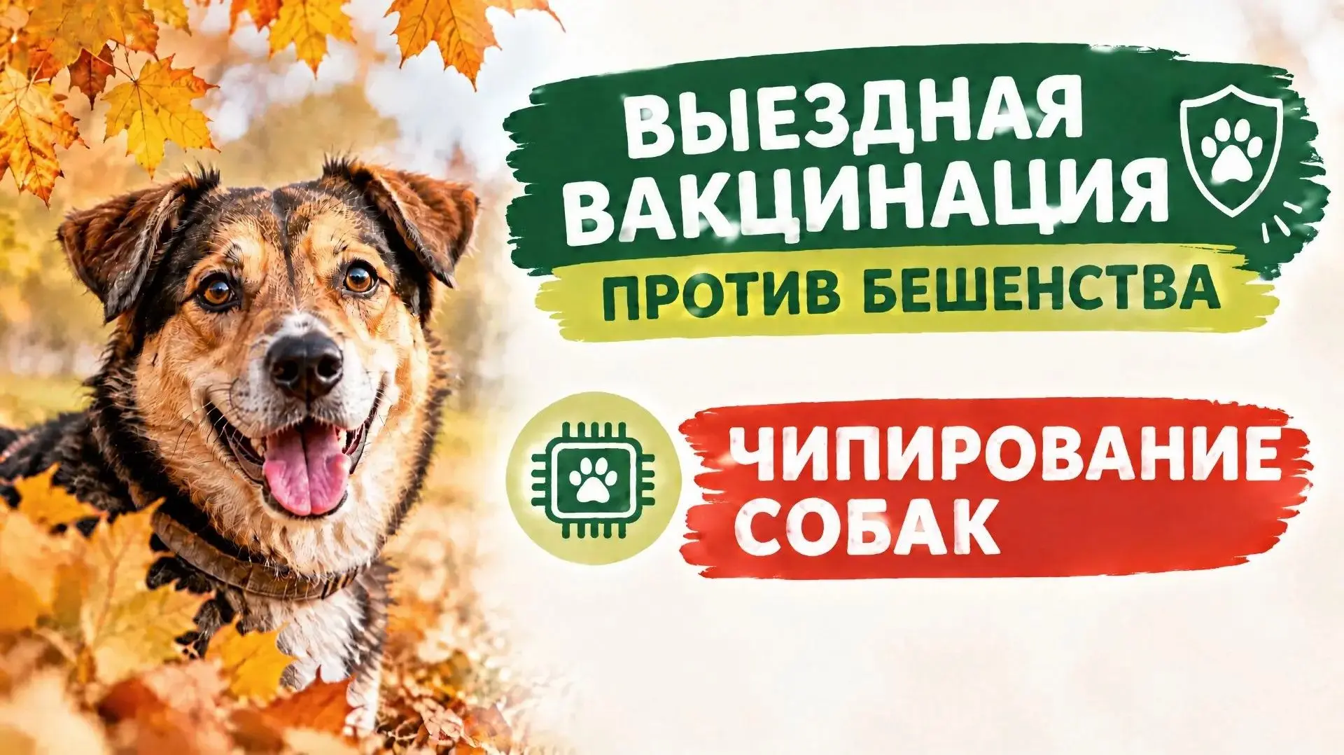 🐱 Специалисты ветобъединения проведут бесплатную вакцинацию от бешенства