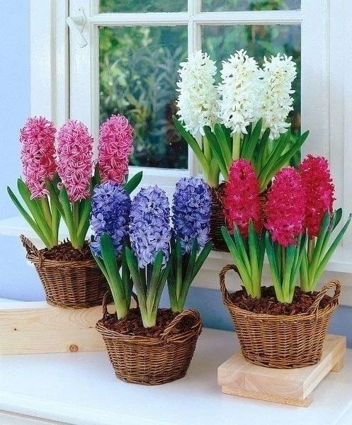 🌸 Гиацинт — луковичное растение из семейства Спаржевые