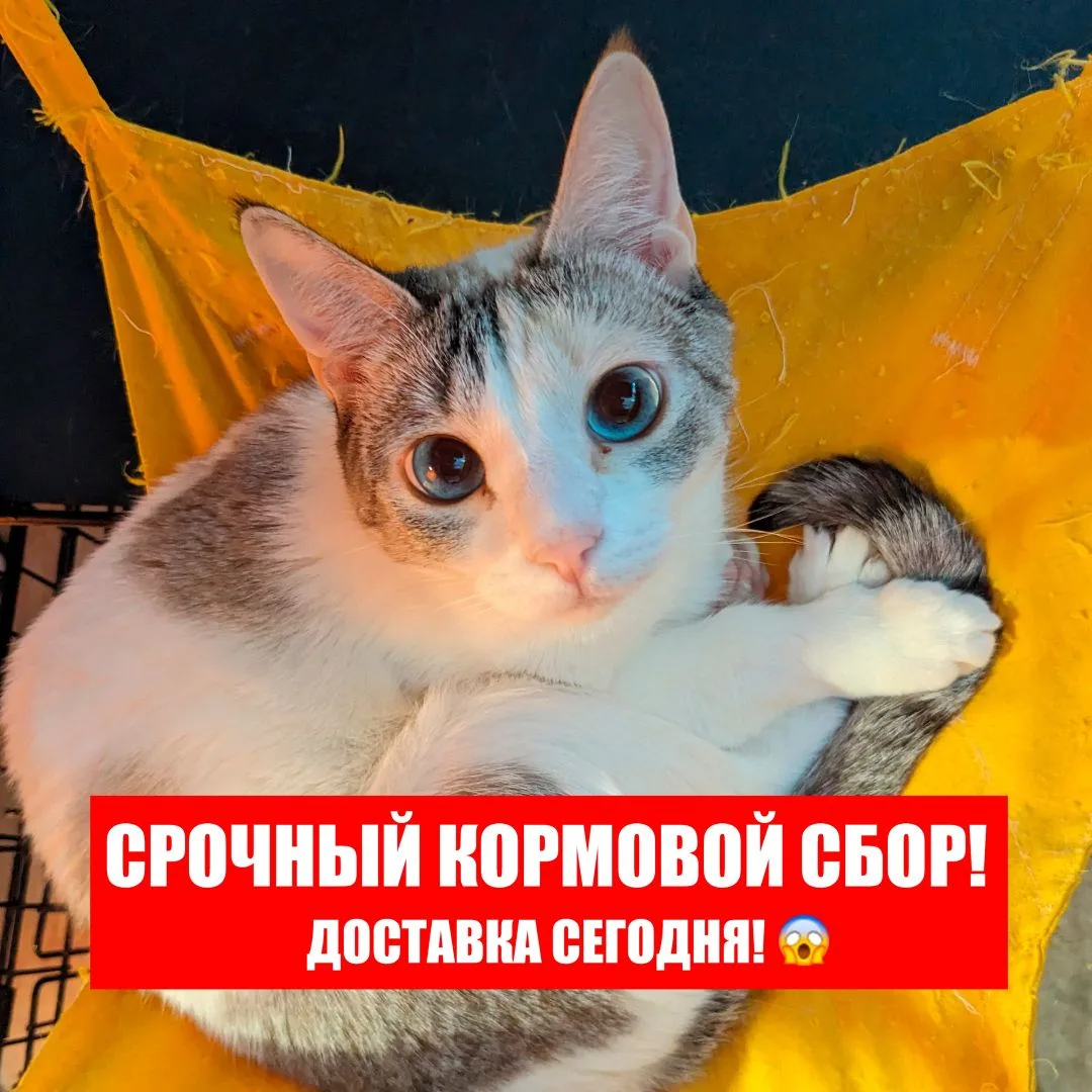 У нас кормовой провал.
Нужно немедленное участие каждого подписчика.
Мы не расплатились с долгом за 