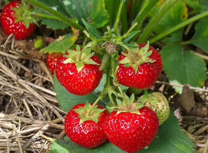 Клубника скажет «спасибо»!  Простая схема подкормок с весны до осени!  🍓Когда листочки активно расту