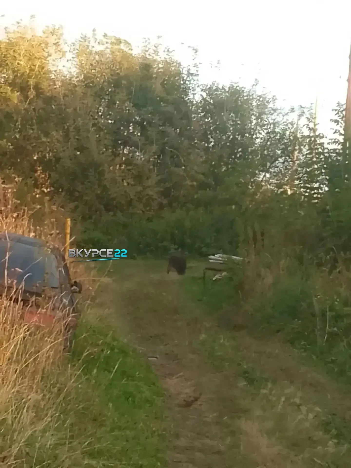 🐗 В Новороманово по улицам бегает дикий кабан