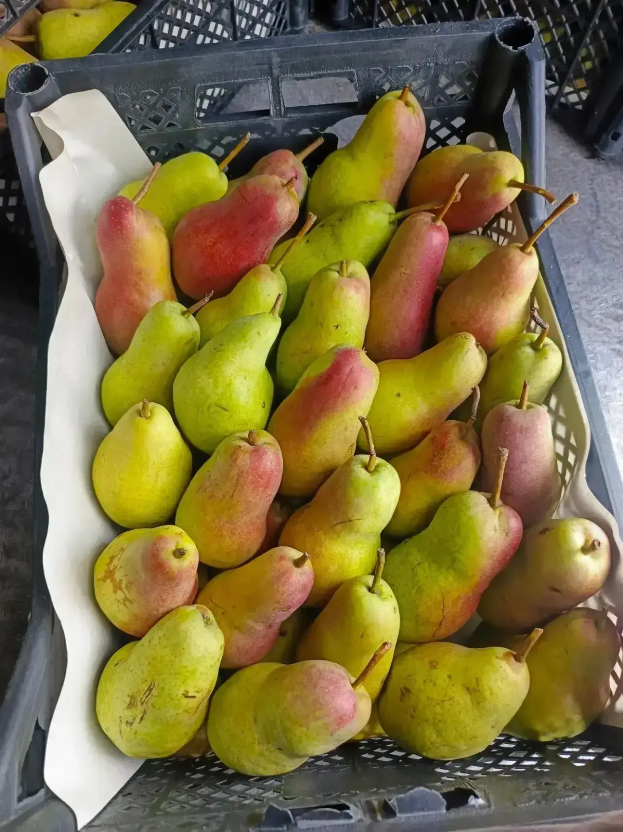 ОСИННИКИ • КАЛТАН 🌸🍁🍎🍐