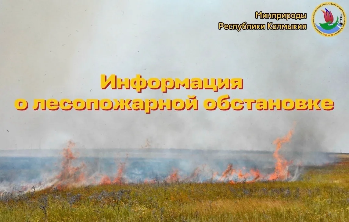 🔥 О лесопожарной обстановке на территории лесного фонда Республики Калмыкия по состоян...