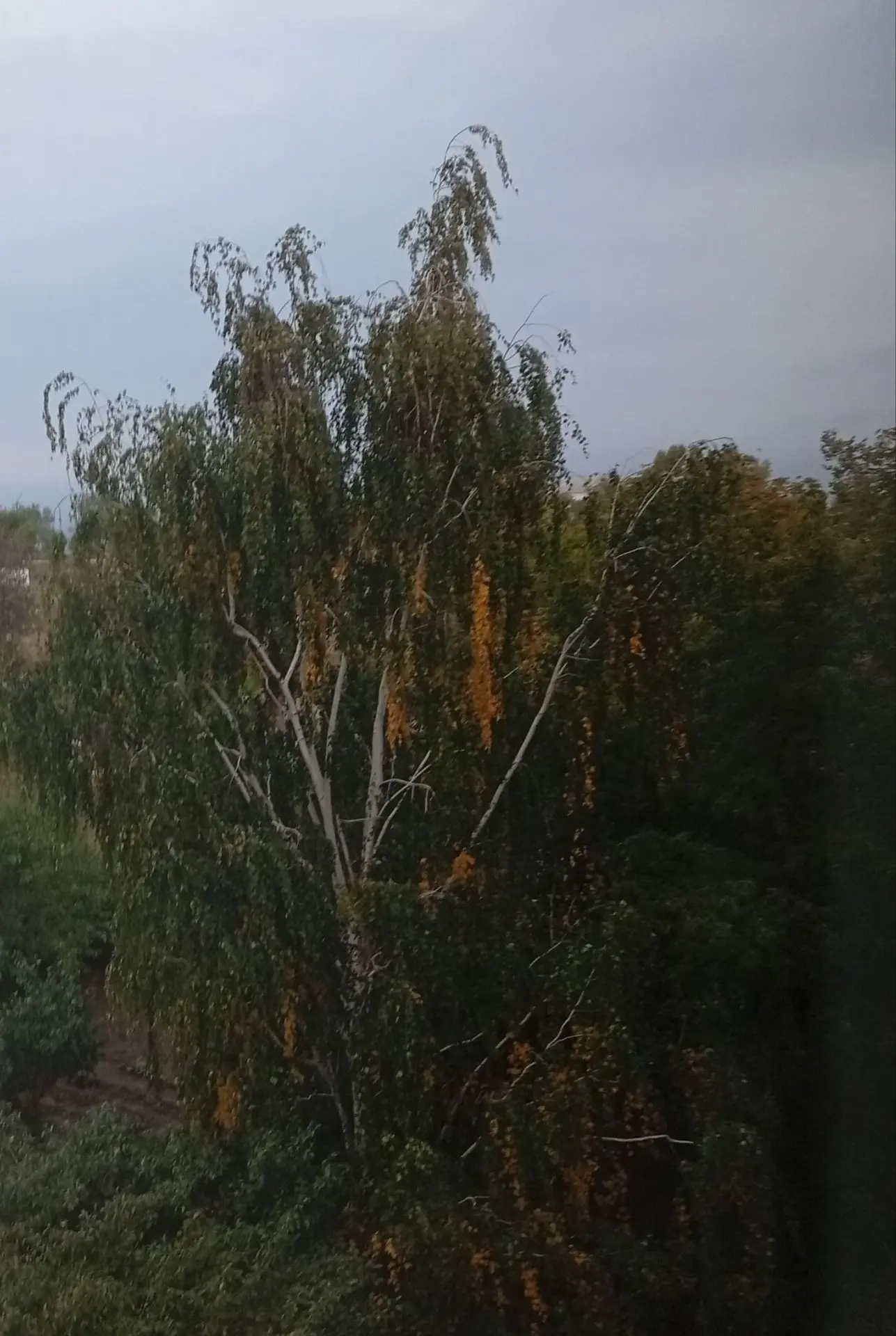 Вот так приходит осень...... Рыжие морщинки на березках ползут к верхушкам. С  каждым д...
