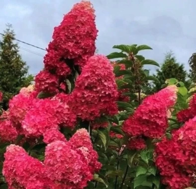 🌸 Гортензия Петит Черри: маленькая вишенка для вашего сада