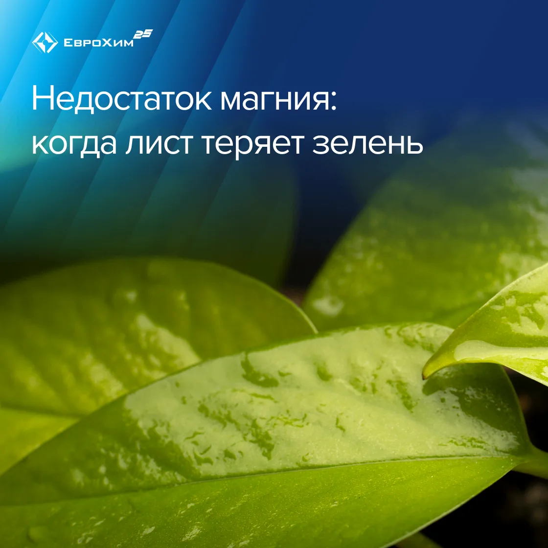 Недостаток магния: когда лист теряет зелень 🌱