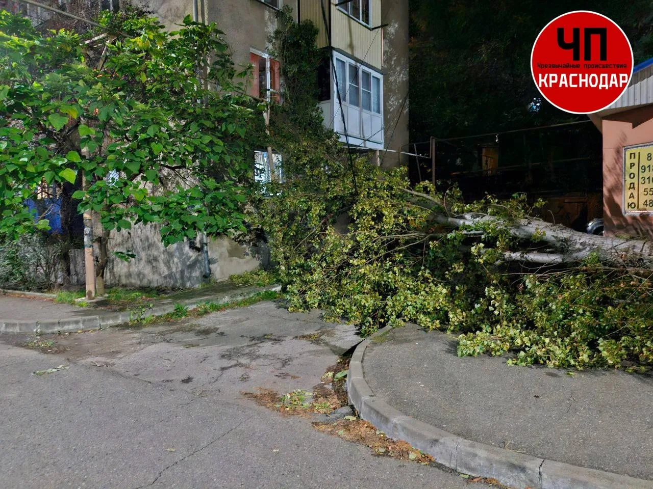 🌳 В Туапсе дерево с утра лежит на Рабфаковской.