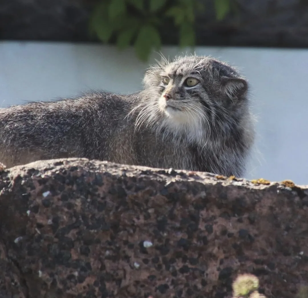 Ушки по боковушкам⁠⁠😺
Красавица Мими😍
Зоопарк Коркеасаари, фотограф virpiki