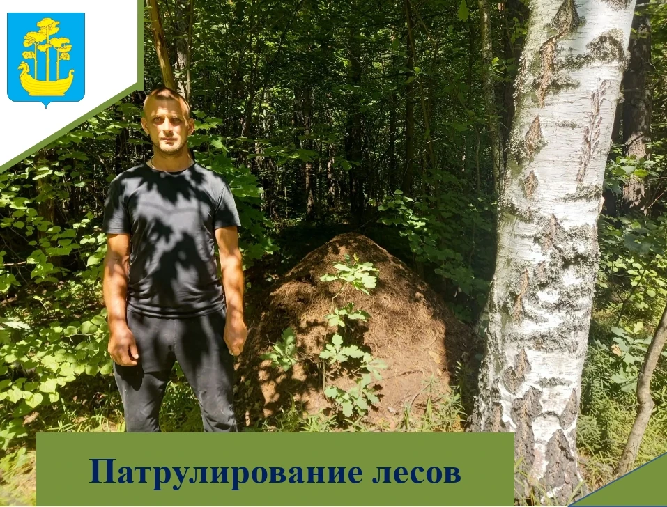 Патрулирование лесов🌲