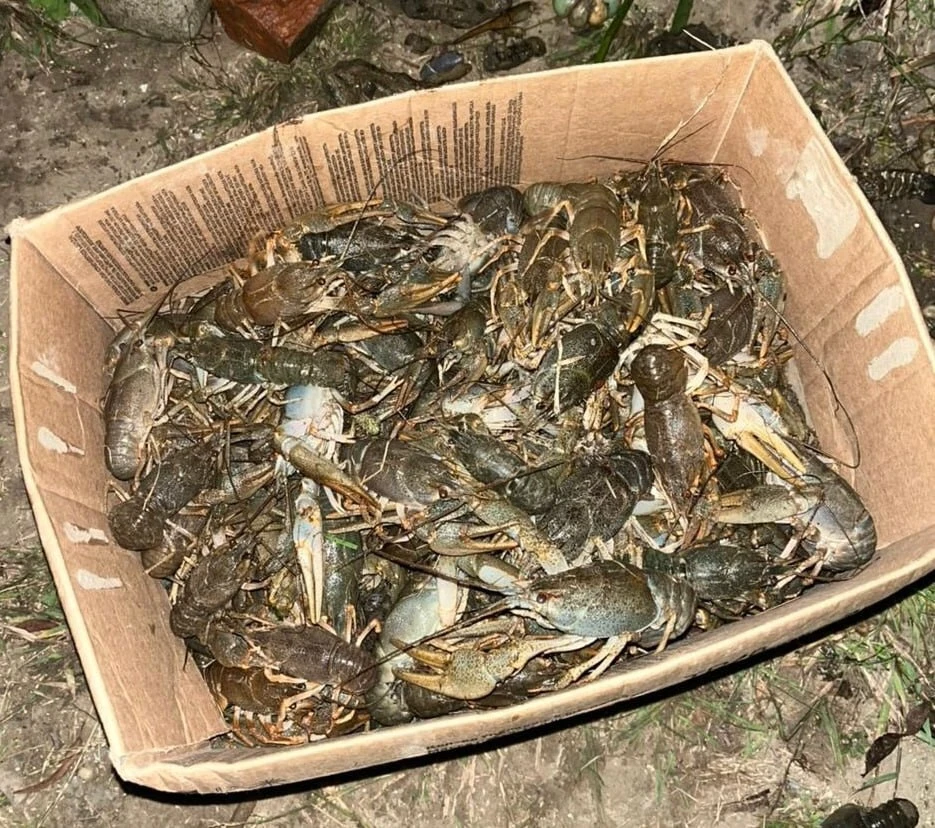 🦞 Правительство в 15 раз подняло таксы за незаконный вылов раков