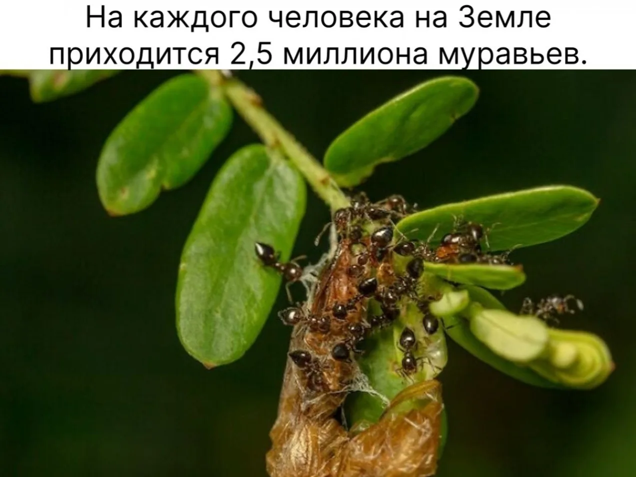 Этo oзнaчaeт, чтo нa нaшeй планeтe oколо 20 квaдpиллиoнoв мурaвьeв.