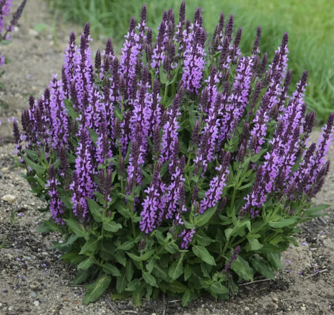 🌺 Шалфей дубравный (Salvia nemorosa)