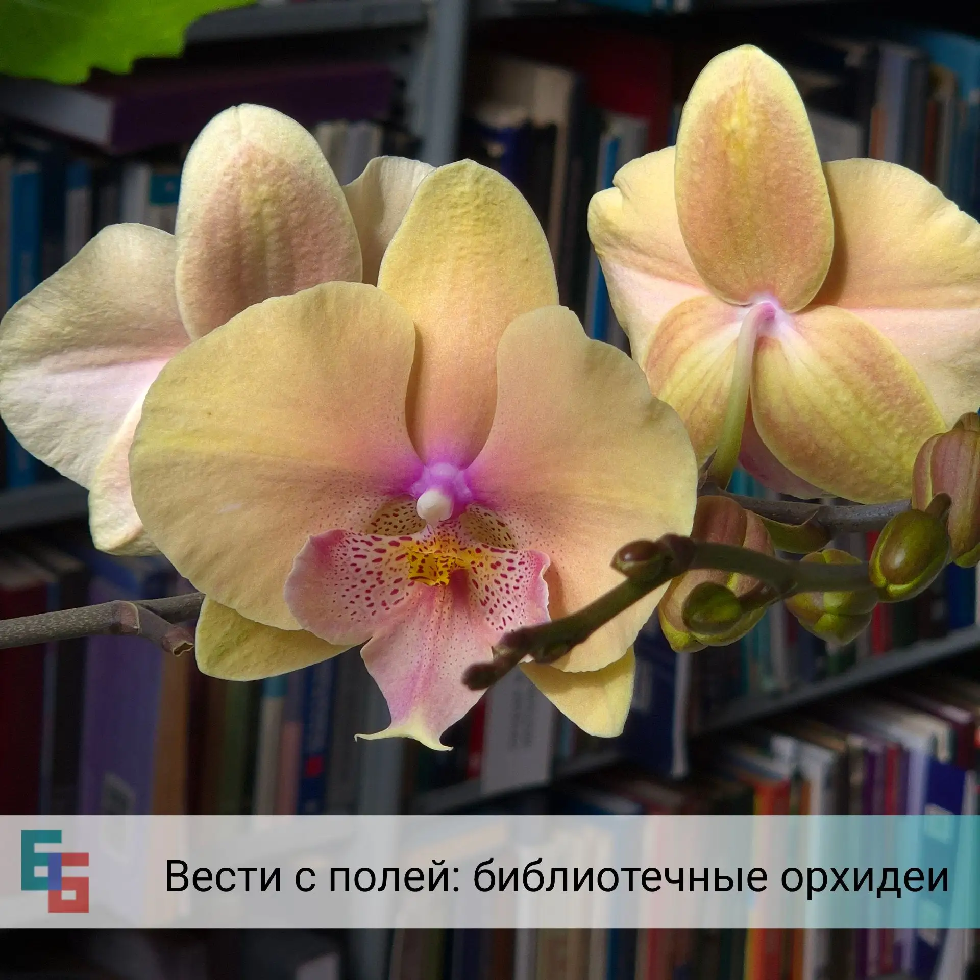 🌺Библиотечные орхидеи: в чём секрет? 

«Царицы цветочного царства», «Любимицы Флоры», «Посланницы р
