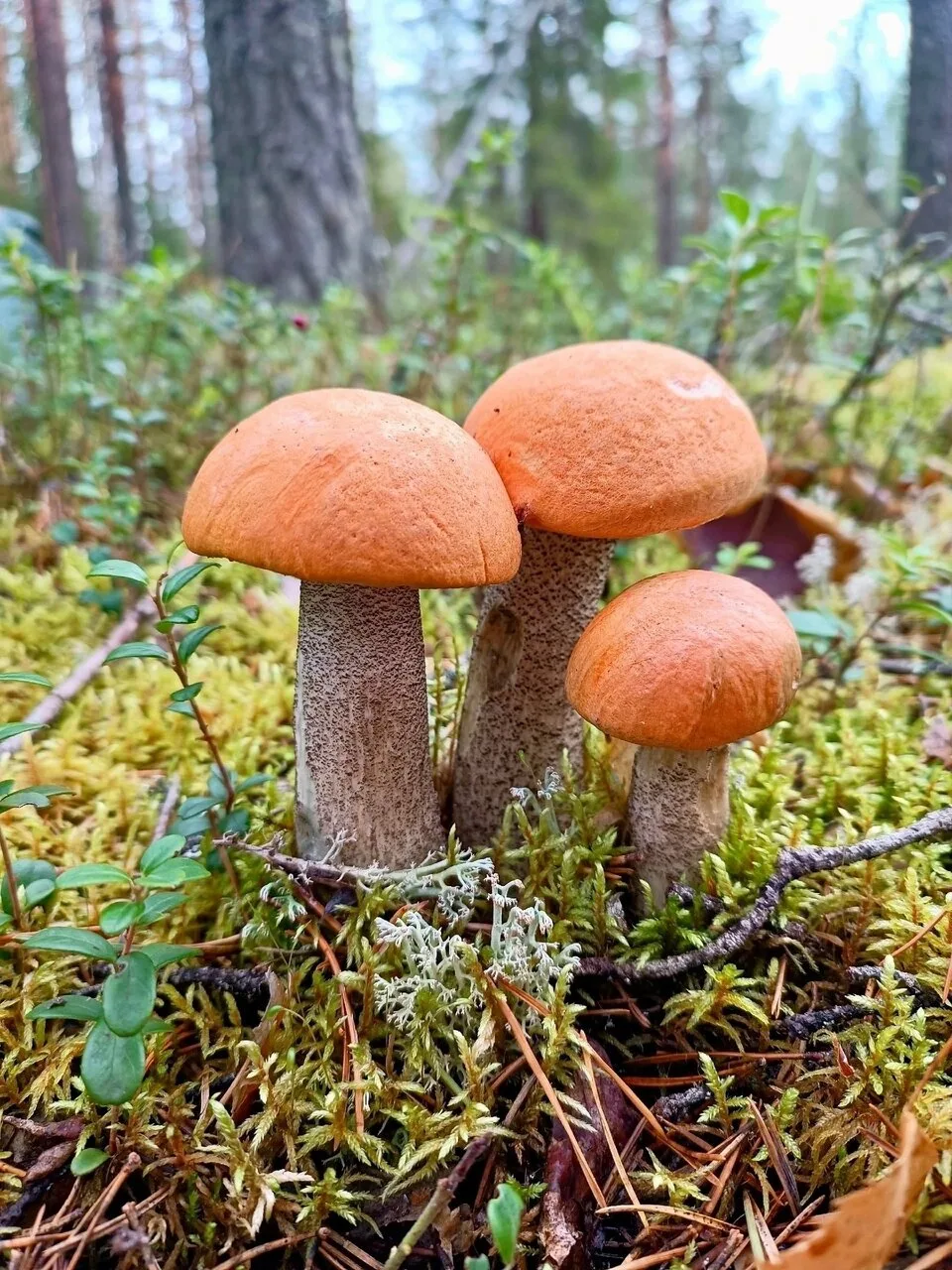 Осенние виды поселка Савватия ⚡