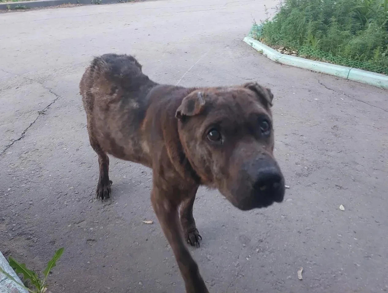 ❗️🆘 Дергачи, пропадает пёс. Похоже, породистый. 89297740757 Ольга