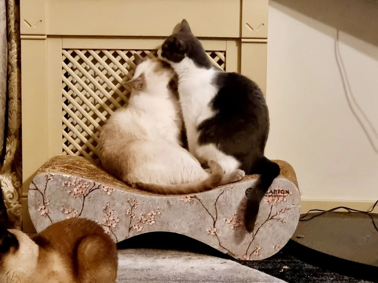 Теперь я знаю в кого наш Митяйка такой "бабник". 😁😻