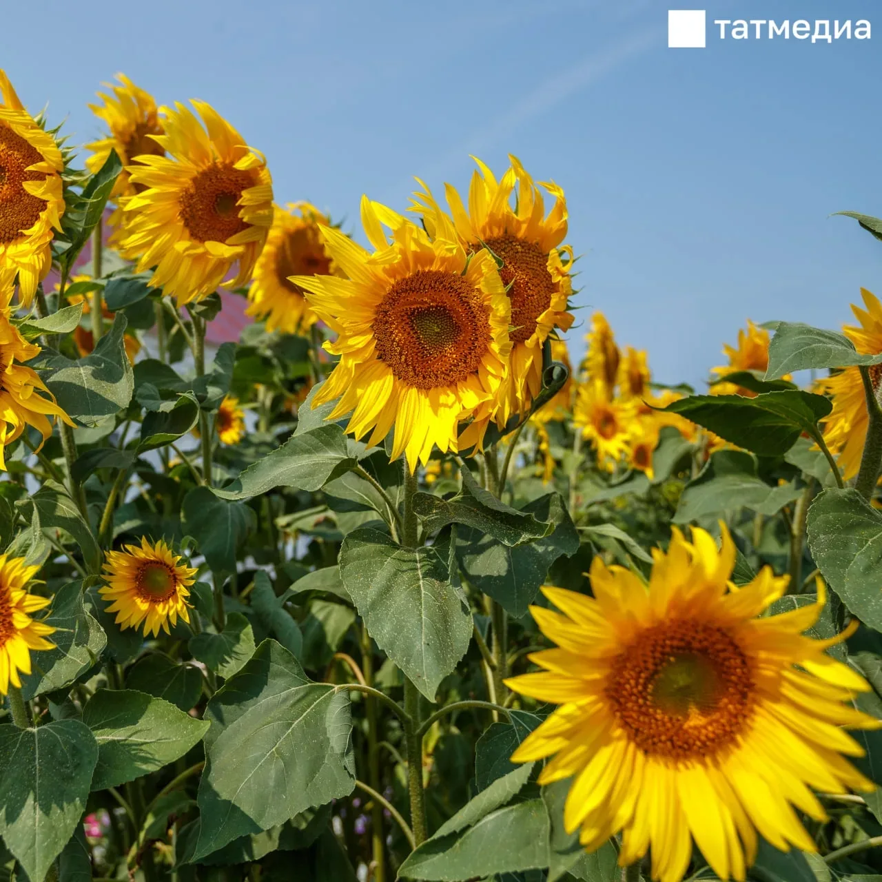 📊🌻 В Татарстане увеличили площади масличных культур на 87 000 гектаров

Также увеличили площади по