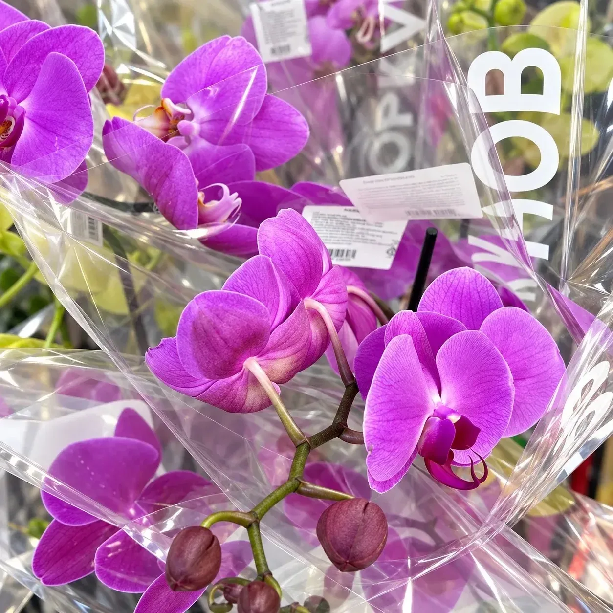Байрам🪻🌸🌺