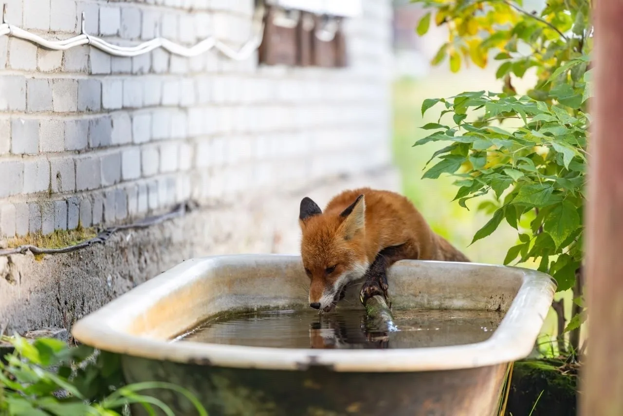 Лисица позирует фотографу возле ванны с водой в Кандалакшском заповеднике
